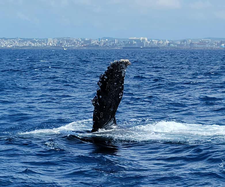 From Naha: Whale Watching with Pickup and English Guide - The one-hour close viewing rule, and why it’s good for you