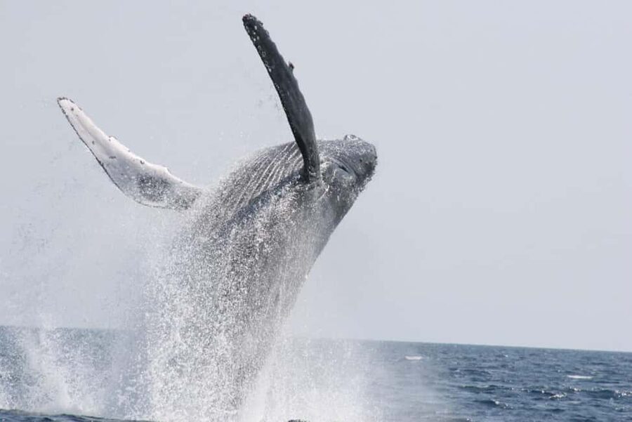 From Naha: Whale Watching with Pickup and English Guide - Meeting at Naha Miegusuku port: what to do once you arrive