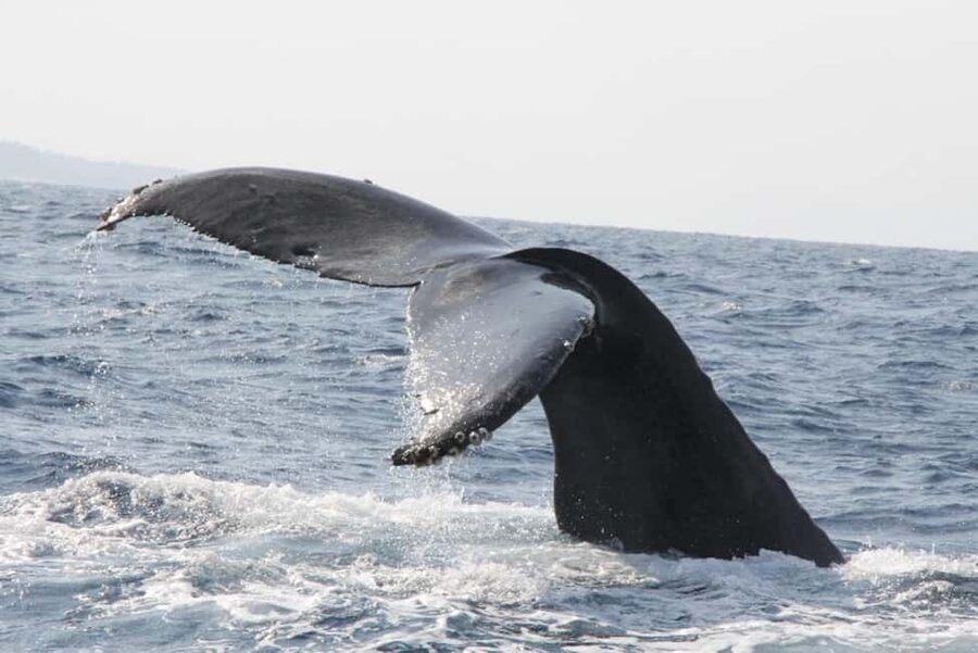 From Naha: Whale Watching with Pickup and English Guide - The whales: what you’re really trying to see
