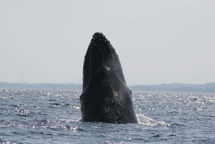 From Naha: Whale Watching with Pickup and English Guide - Price and value: where your $30 goes