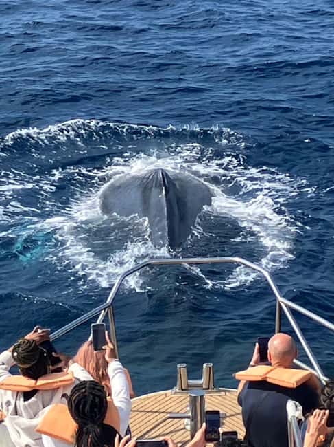 From Naha: Whale Watching with Pickup and English Guide - How the 3-hour session actually feels on the water