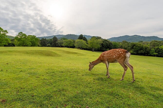 From Osaka/Kyoto: Kyoto & Nara Day Trip with Optional Lunch - Arashiyama Bamboo Forest, Tenryu-ji, and the Side Stops That Actually Matter