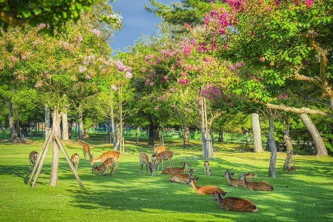From Osaka/Kyoto: Kyoto & Nara Day Trip with Optional Lunch - Nara Park, Todai-ji, and the Deer Encounters