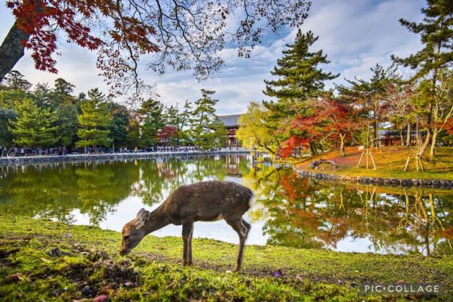 From Osaka/Kyoto: Private Kyoto & Nara Day Trip with Pickup - When the host guides and when you go self-guided