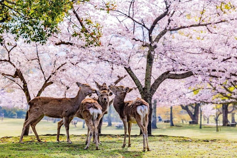 From Osaka: Nara Deer & Kyoto Kiyomizudera Sightseeing Tour - Fushimi Inari Taisha: Senbon Torii and how to manage your one-hour window