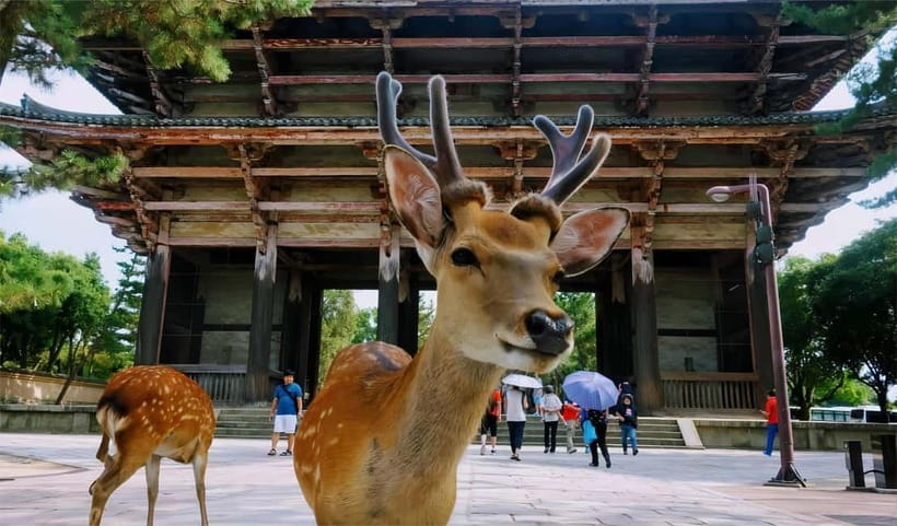 From Osaka: Nara Deer & Kyoto Kiyomizudera Sightseeing Tour - Your included transportation, and the one thing to plan around