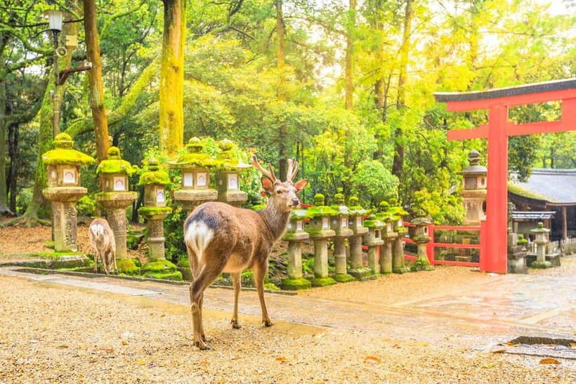 From Osaka: Nara Deer & Kyoto Kiyomizudera Sightseeing Tour - Who this tour suits best (and who might want a different plan)