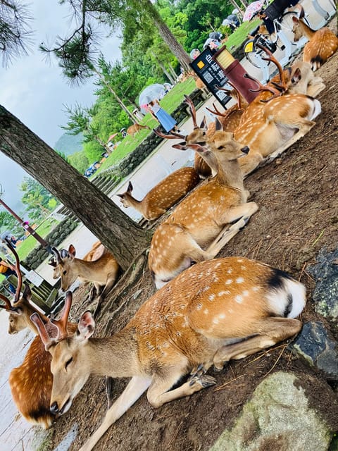 From Osaka: Nara Private Tour with Meet-Up at Your Hotel - Lunch in Nara: A Stop, Not a Full Inclusion