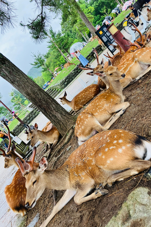 From Osaka: Nara Private Tour with Meet-Up at Your Hotel - Key highlights you’ll feel immediately