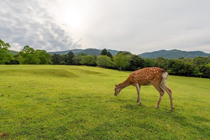 From Osaka or Kyoto: Kyoto and Nara 1-Day Bus Tour - Is This Kyoto and Nara Day Trip Good Value for $64?