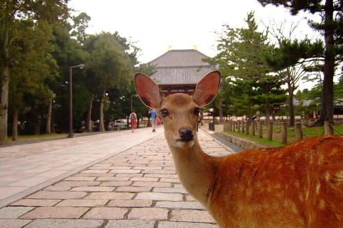 From Osaka or Kyoto: Kyoto and Nara 1-Day Bus Tour - Golden Pavilion at Kinkaku-ji and the Togetsukyo Photo Angle