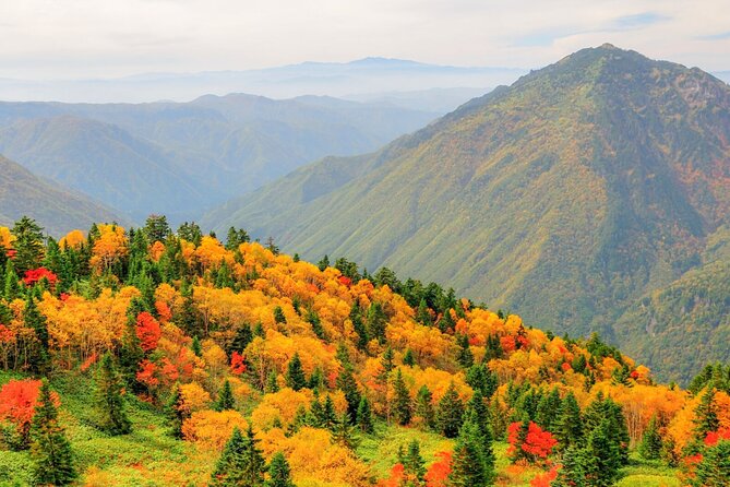 From Takayama: Alpine Splendor - Shinhotaka Ropeway and Kamikochi - Okuhida bear stop: a wildlife moment that changes the vibe