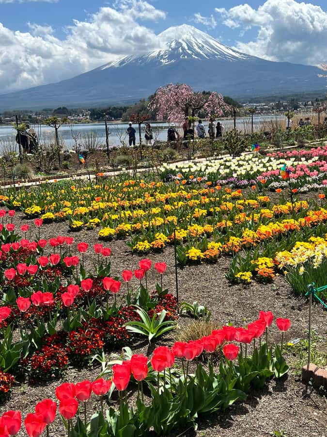 From Tokyo: Mount Fuji and Hakone Private Day Trip - Weather and Crowds, Why Route Planning Matters More Than Perfect Skies