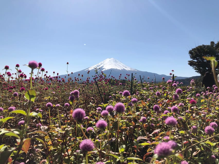 From Tokyo: Mount Fuji, Cruise and Sake Tour - Price and value for a 10-hour Mount Fuji day