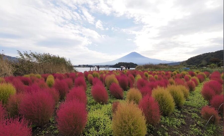 From Tokyo: Mount Fuji Full Customized Tour English Guide - Lake Kawaguchiko and Oishi Park: Where Fuji Photos Start to Feel Real