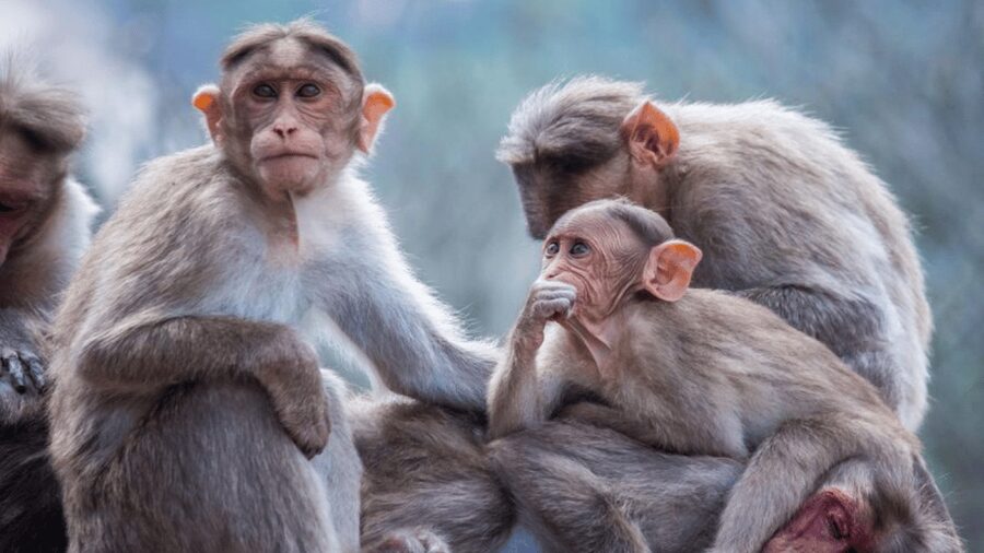 From Tokyo: Private Tour Snow Monkey Park & Zenko-ji Temple - Zenko-ji Temple: A Calm Hour That Balances the Day