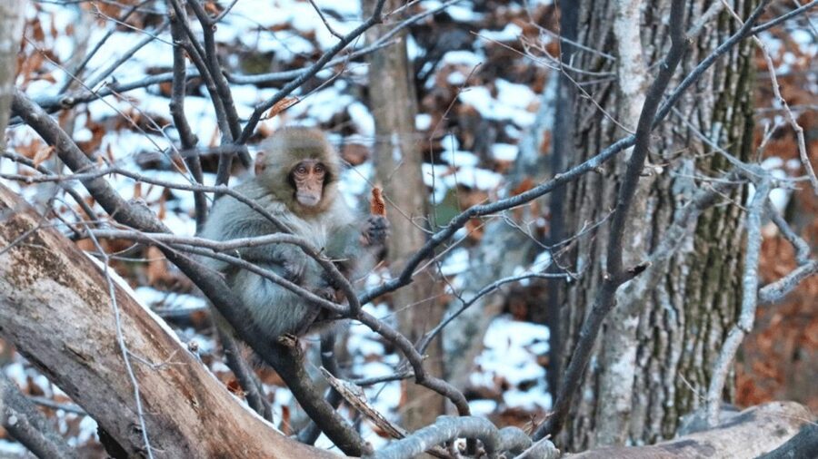 From Tokyo: Private Tour Snow Monkey Park & Zenko-ji Temple - Matsushiro Castle Ruins: Samurai-Era Atmosphere Without Overloading