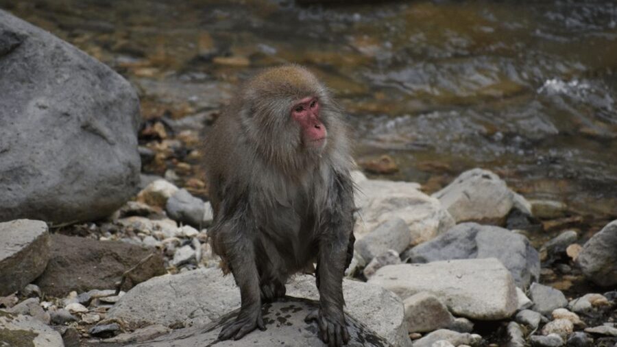 From Tokyo: Private Tour Snow Monkey Park & Zenko-ji Temple - Price, Value, and What $445 Really Buys