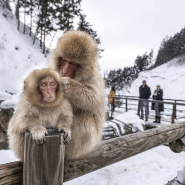 From Tokyo: Private Tour Snow Monkey Park & Zenko-ji Temple - Timing Tips for a Smoother Monkey Park Morning