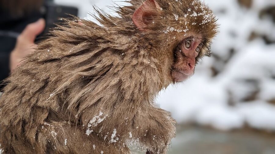 From Tokyo: Snow Monkey 1 Day Tour with Beef Sukiyaki Lunch - Should You Book This Tokyo Snow Monkey Day Trip?