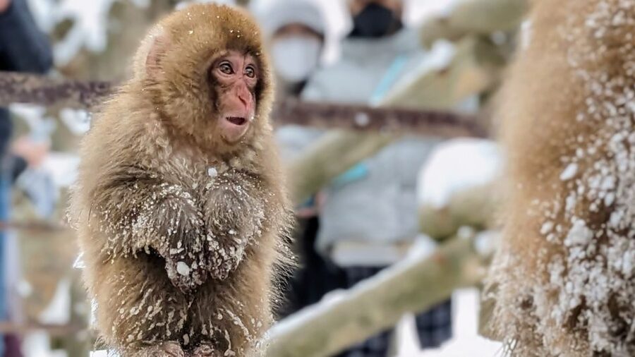 From Tokyo: Snow Monkey 1 Day Tour with Beef Sukiyaki Lunch - Price and Logistics: What You’re Really Paying For