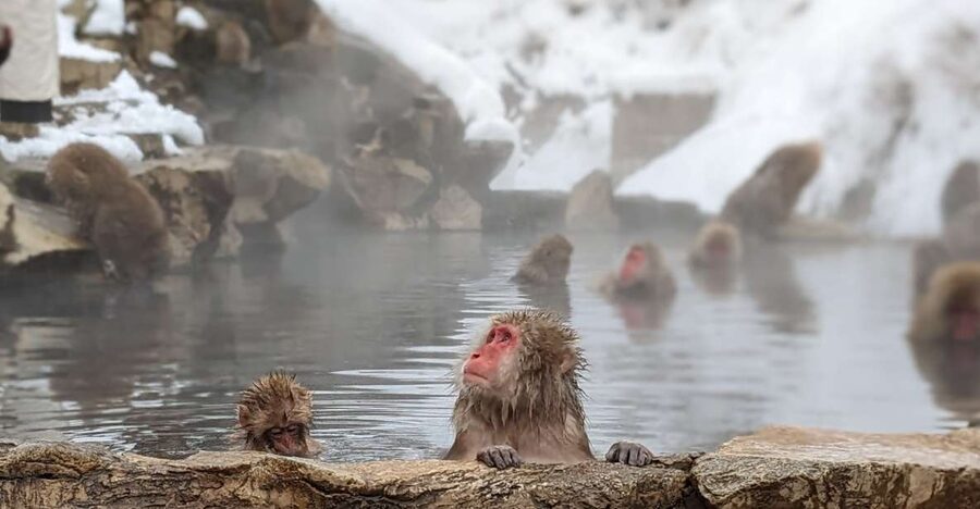 From Tokyo: Snow Monkey 1 Day Tour with Beef Sukiyaki Lunch - Shinshu Fruitsland Lunch: Warm Fuel Before the Cold Walk