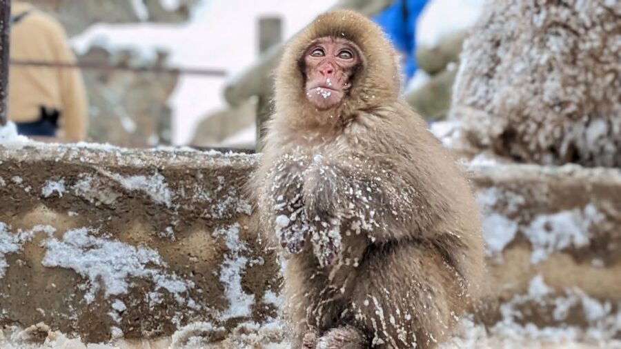 From Tokyo: Snow Monkey 1 Day Tour with Beef Sukiyaki Lunch - Jigokudani Monkey Park: The Walk, the Rules, and the Best Way to Watch