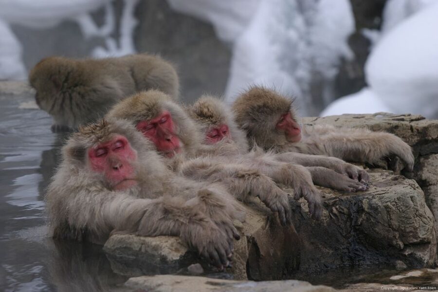 From Tokyo: Snow Monkey 1 Day Tour with Beef Sukiyaki Lunch - Winter Valley Views: What Makes the Surroundings Worth It