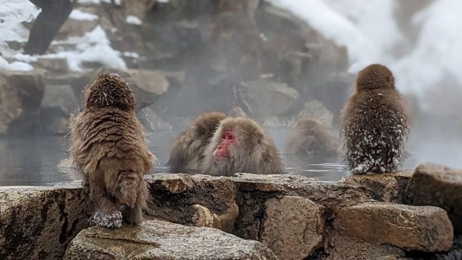 From Tokyo: Snow Monkey 1 Day Tour with Beef Sukiyaki Lunch - Kamakura Snow Huts Bonus at Kamakura no sato (Seasonal Dates)