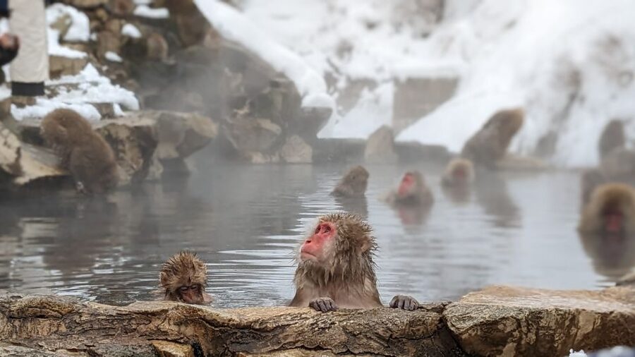 From Tokyo: Snow Monkey 1 Day Tour with Beef Sukiyaki Lunch - Meeting at Nishi Shinjuku and Settling In for the Coach Ride