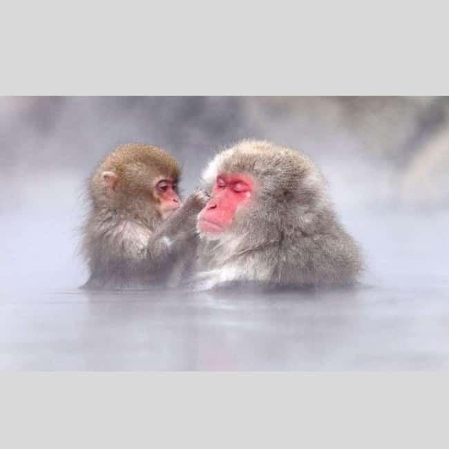 From Tokyo: Snow Monkey Park and Miso Production Day Tour - Key things that make this Nagano day run smoothly