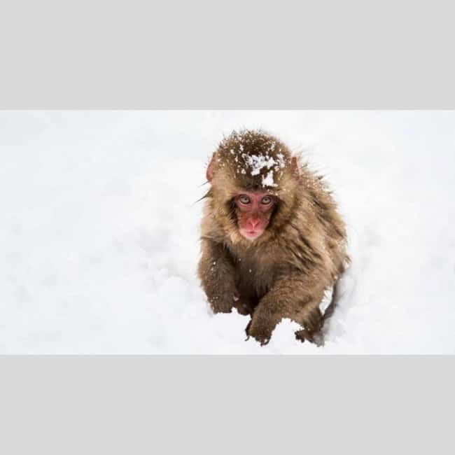 From Tokyo: Snow Monkey Park and Miso Production Day Tour - Timing, Meeting Points, and Staying on Schedule in Winter