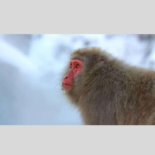 From Tokyo: Snow Monkey Park and Miso Production Day Tour - Private Nagano Day Trips from Tokyo, with Door-to-Door Comfort