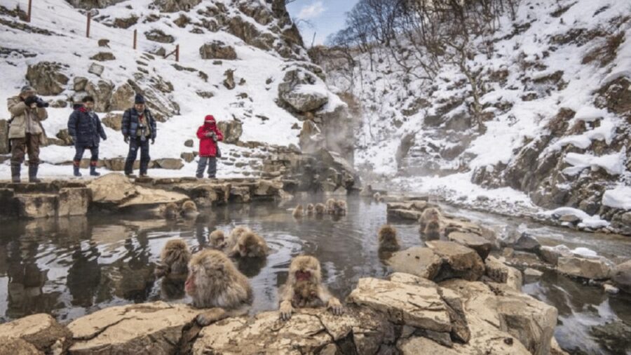 From Tokyo: Snow Monkey Park and Miso Production Day Tour - Shibu Onsen Ending: Traditional Hot Springs Reset