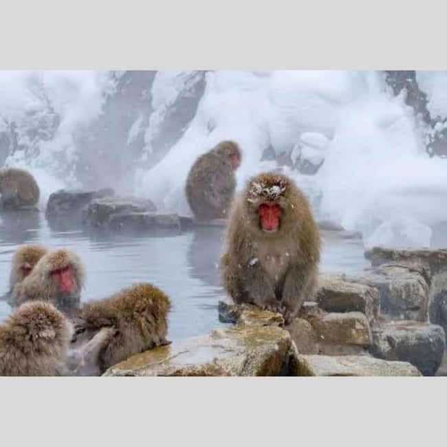 From Tokyo: Snow Monkey Park and Miso Production Day Tour - Luxury Vehicles, Multiple Pickup Options, and What That Means for Your Time