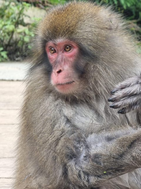 From Tokyo: Snow Monkey Private Customize Day Tour - Key Things That Make This Day Tour Worth It