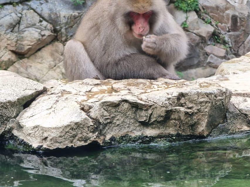 From Tokyo: Snow Monkey Private Customize Day Tour - Jigokudani Snow Monkey Park: How to Use Your Full Hour
