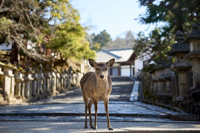 Full Day Guided Tour to Kyoto and Nara from Osaka by Van - Nara Park deer moments: cute, fast, and worth respecting