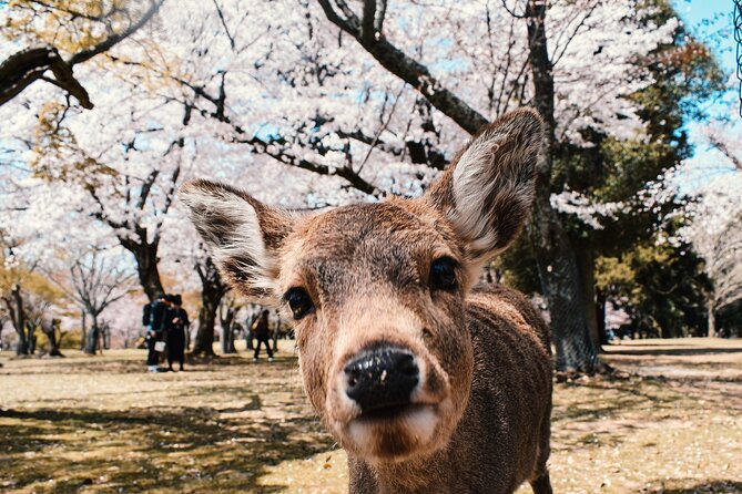 Full Day Kyoto Tour : Bamboo Forest, Golden Temple, Fushimi Inari - Arashiyama Town Hour: Lunch On Your Own and Souvenir Time