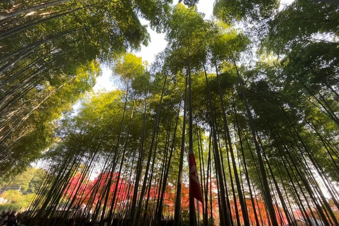 Full Day Kyoto Tour : Bamboo Forest, Golden Temple, Fushimi Inari - Pickup, Private Vehicle Comfort, and the Pace You Should Expect