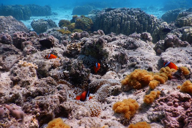Half-day kayak tour on the Kerama Islands and Zamami Island - The Kayak Part: Two-Seater Sit-On-Top Paddling Around Uninhabited Spots