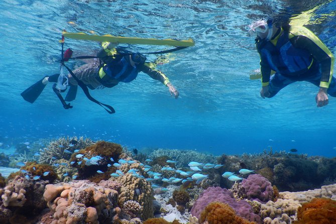 Half-day kayak tour on the Kerama Islands and Zamami Island - A Guide Makes This Tour, Especially When You Want to See More