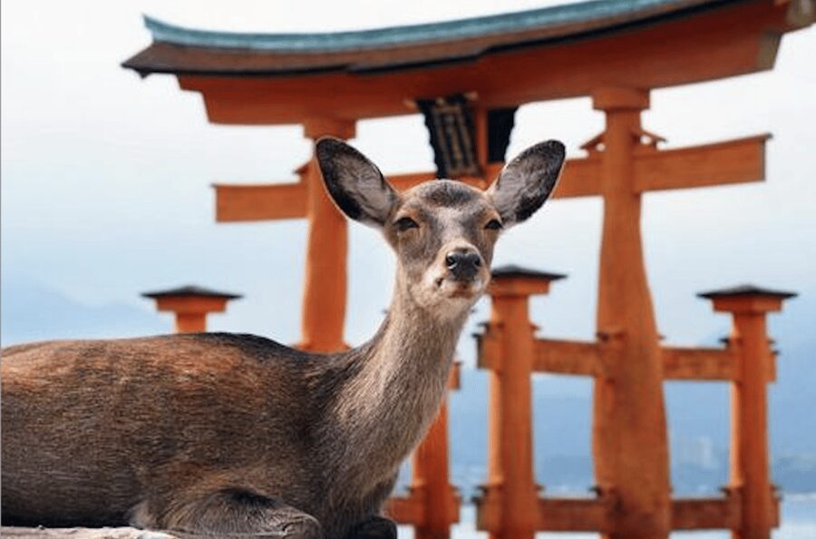 Hiroshima/Miyajima Private Custom Tour with Local Guide - Starting at Hiroshima Station and traveling like a local