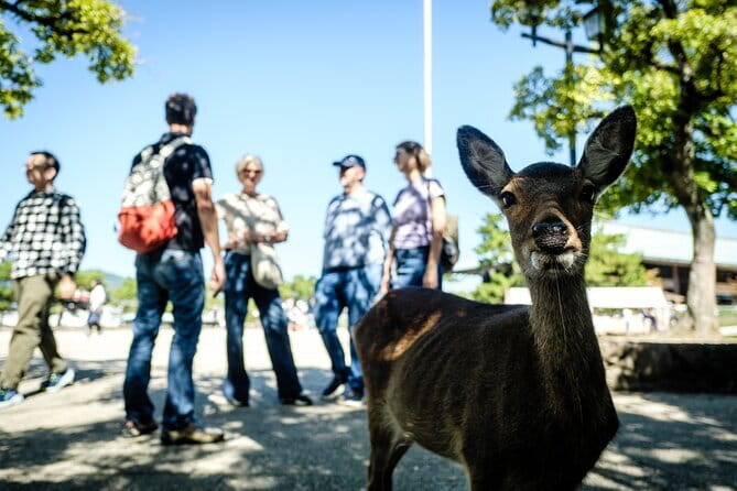 Hiroshima & Miyajima: Private Full-Day Tour with a Local Guide - Private Hotel Pickup Makes Hiroshima Feel Less Like a Marathon