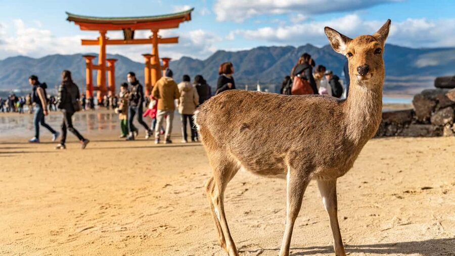 Hiroshima to Miyajima: Private Custom Tour with Ferry Ride - Ferry ride on the Seto Inland Sea, with photos that actually feel worth it