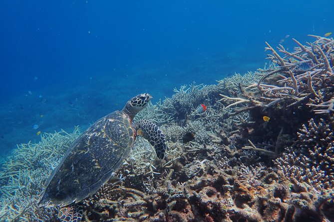 Iriomote Island 1-Day Snorkeling & Mangrove SUP or Canoe - The 9:00 to 3:30 Plan, and How to Time Your Ishigaki Day Trip