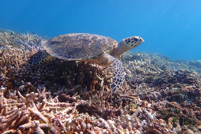 Iriomote Island 1-Day Snorkeling & Mangrove SUP or Canoe - Guide Support and the Free Waterproof Photos