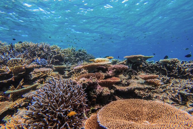 Iriomote Island 1-Day Snorkeling & Mangrove SUP or Canoe - SUP vs Canoe Eligibility, and Who Should Choose What