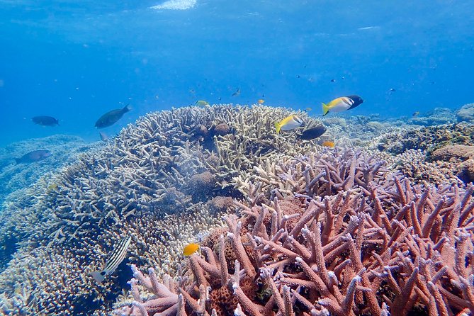Iriomote Island 1-Day Snorkeling & Mangrove SUP or Canoe - Warm Water Shower and Wet-Weather Reality