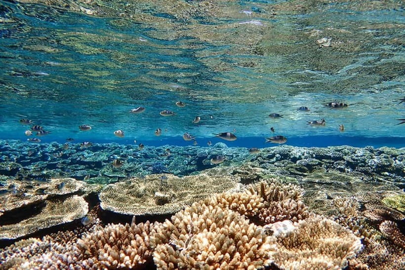Ishigaki Island: Blue Cave Exploration & Snorkeling Tour - Guide quality is the difference between safe and stressful